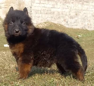 German Shepherd puppies for sale