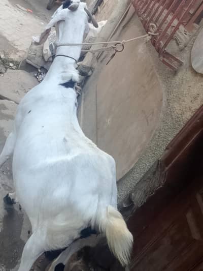 puir banjeeb breed ha