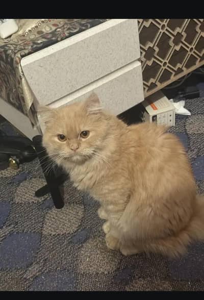 khilny wali cat hy feed milk & roti