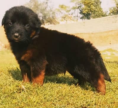German Shepherd puppies for sale