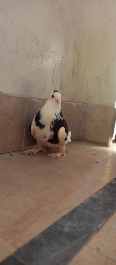 Beautiful Fancy Shirazi/Lahore Cross for Sale