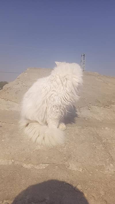 is ko bili chaye or mere pas pase nahi h is leye sale kar ra hu