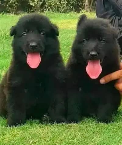 black German Shepherd pair | GSD | Long Coat Puppies for sale