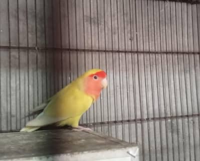 Love Bird Bredr pair100%