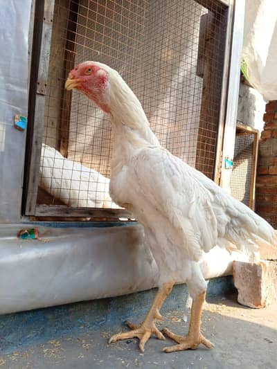 white shamo female|black shamo|shamo|o shamo|king shamo|Japanese shamo