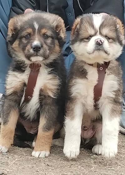Alabai Pair / security Dog / Afghan Kochi / King kurdish kangal pair