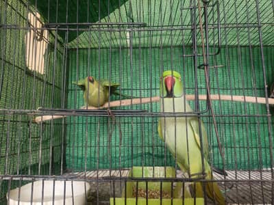 Breader Pair Green parrots Hand Tame pair  Talking