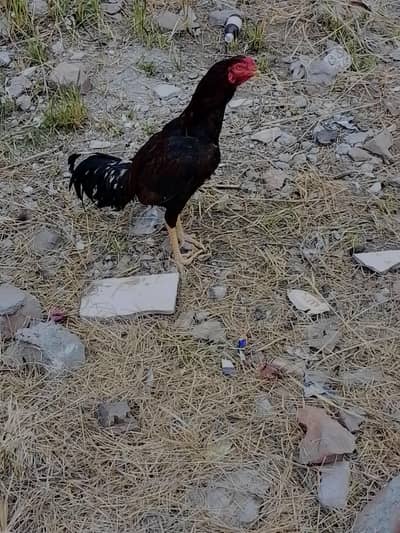 aseel murga for sale