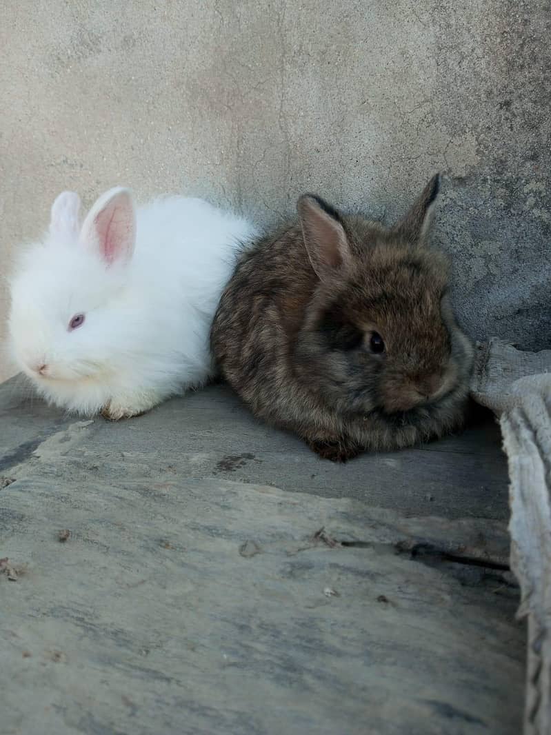 Rabbit's 0