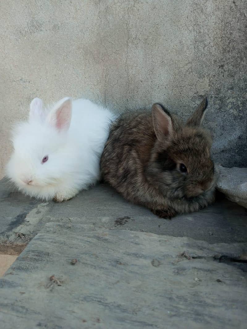 Rabbit's 1