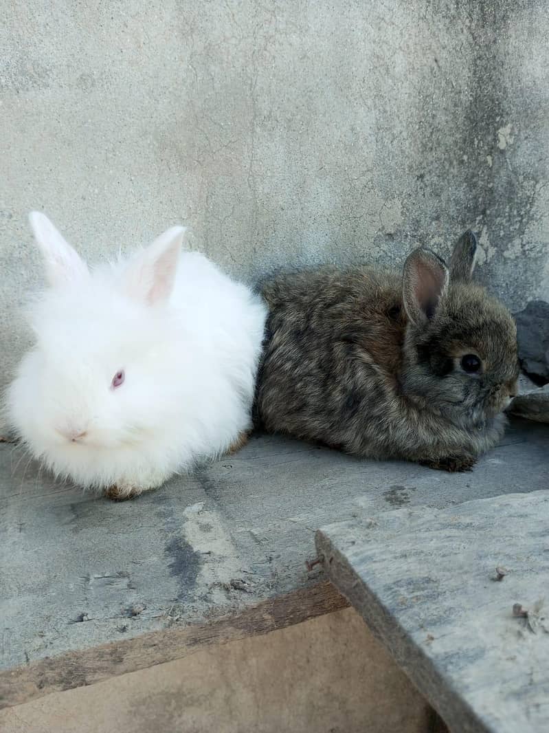 Rabbit's 3