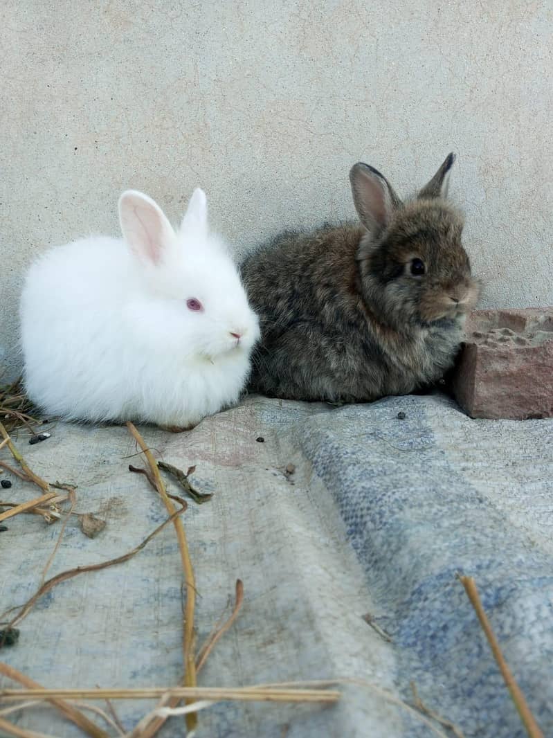 Rabbit's 5