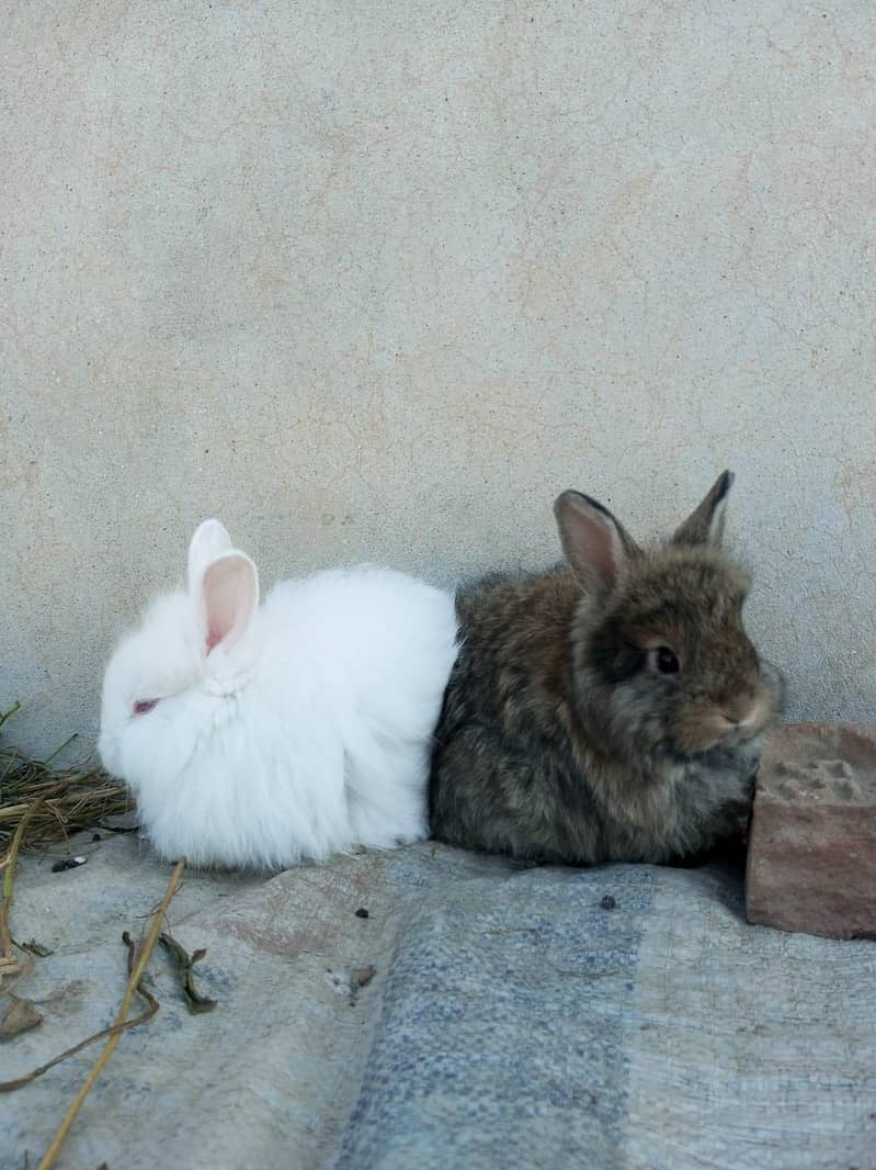 Rabbit's 6