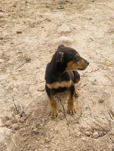 Doberman male puppy in low price