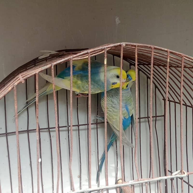 Rainbow Loaded Pair 0