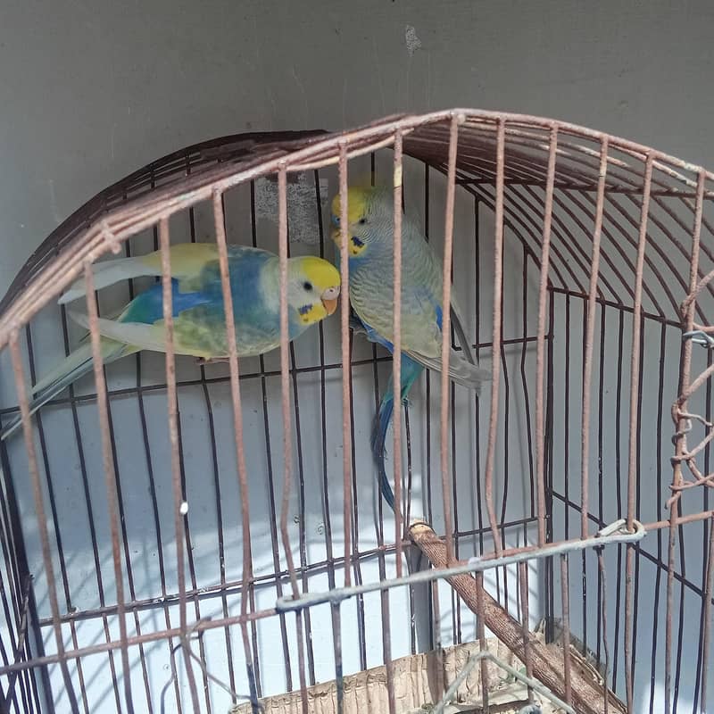 Rainbow Loaded Pair 1