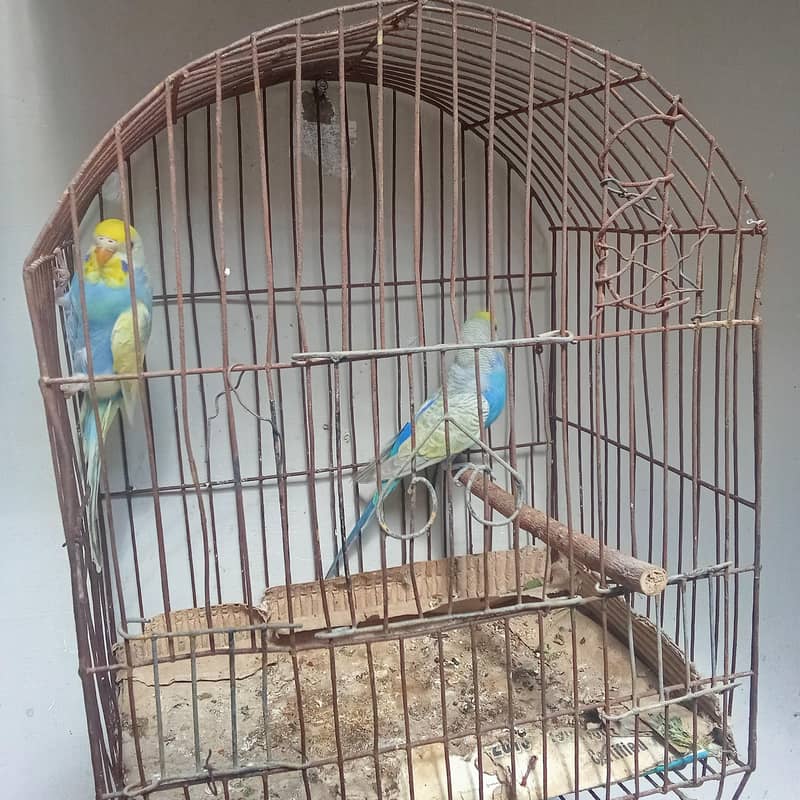 Rainbow Loaded Pair 2