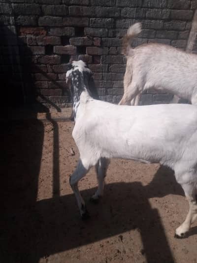 betall nsal h 03025355361