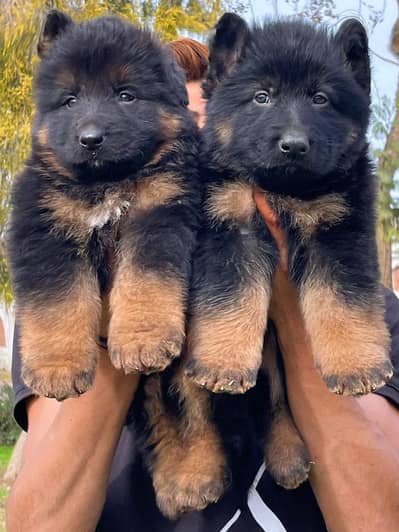 German Shepherd Male Dog / Long Coat / Double Coat / GSD dog