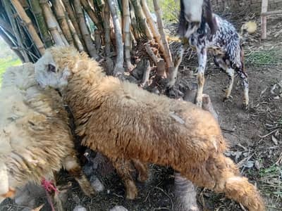 gots female 2  mundri nasal