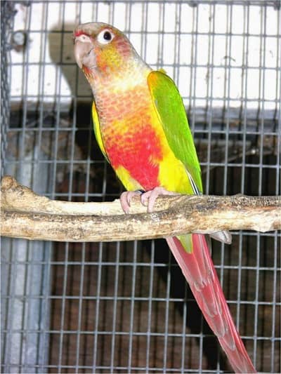 canour parrot