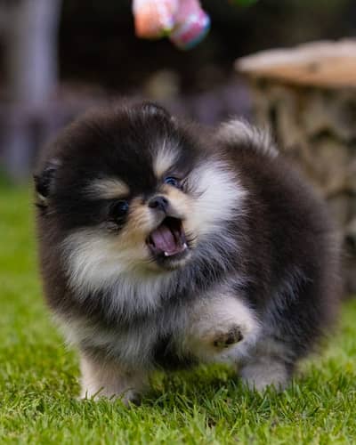 Show winer pomeranin male puppy