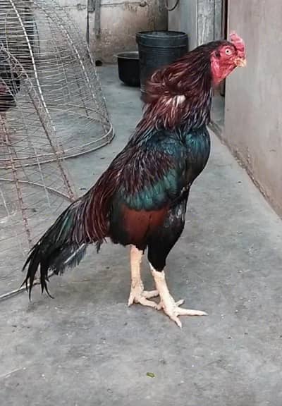 aseel top quality birds