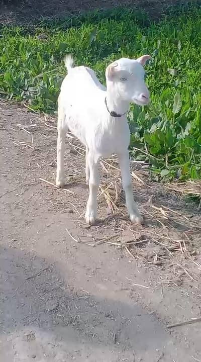 Russian Teddy Female