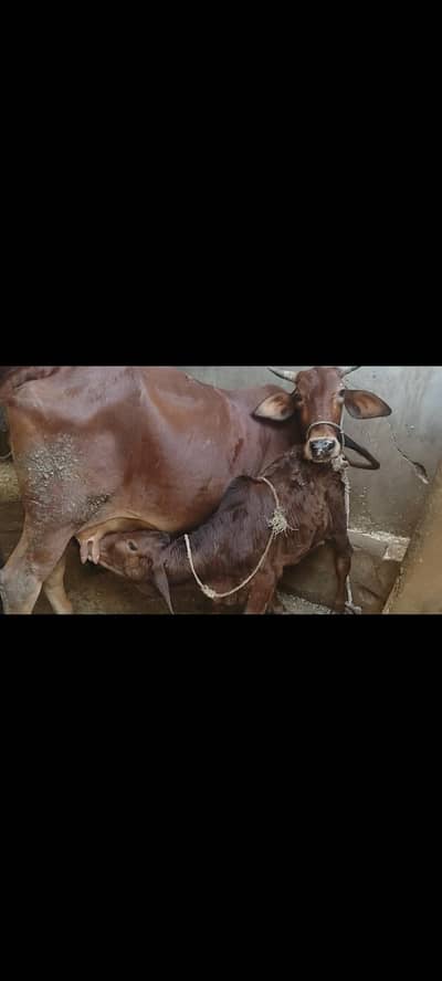 Milking Cow With Male Kid