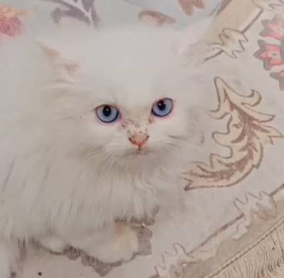 Persian male kitten