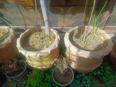 trees, plants for sale with large pots