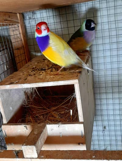 Gouldian Fertile Pair Yellow back male Spanish Fm 13k 03222088869