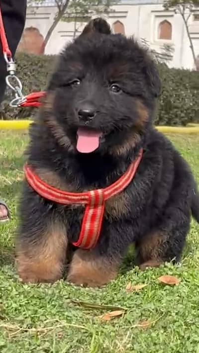 German shepherd Long coat important blood line for sale havey bone
