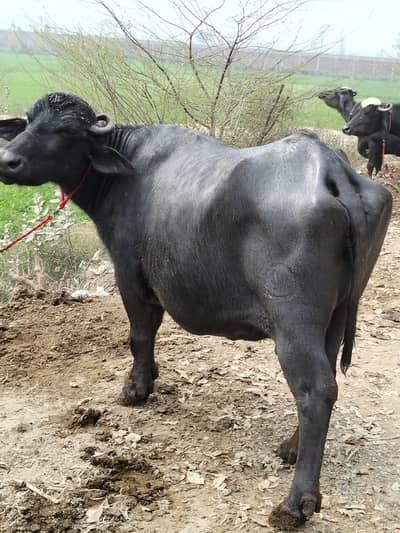 6 month15 din ki gabban nassli. seel sau bhens ha.