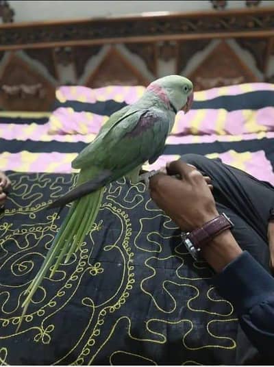 kashmiri raw parrot for sale urgent my WhatsApp 03134925408