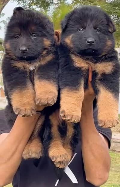 German shepherd Long coat important blood line pair havey bone