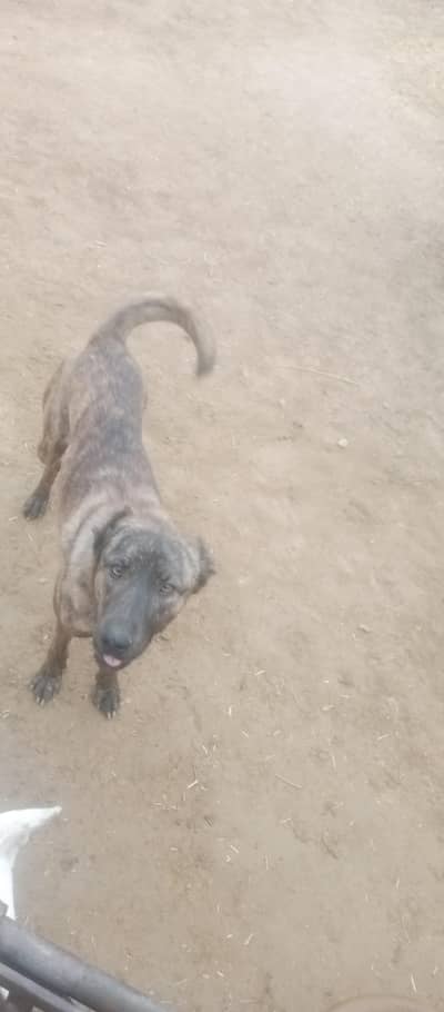 bakarwal female for sell