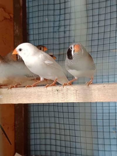 Snow White and Zebra finches breader pair