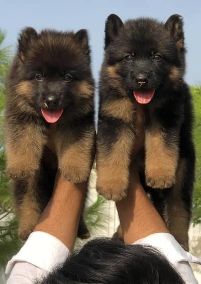 German shepherd Long coat important blood line pair havey bone