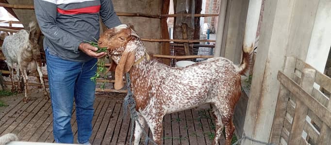 pure Makhi Cheena goat | Bakra | breeder Goat | بکرا