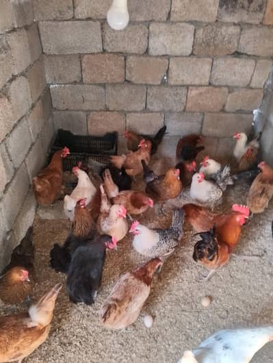 anday deni wali morgi for sell