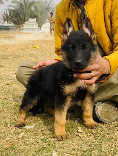 German shepherd mail 2 mahnt10 day for sale active and healthy