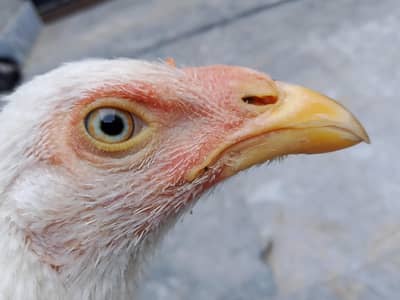 Aseel Heera cross thai.