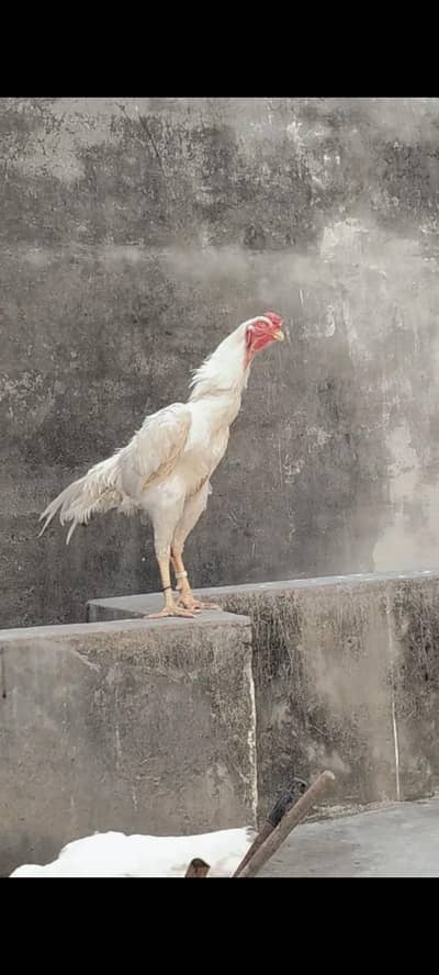 Chicks Pure White Shamo Chicks For Sale