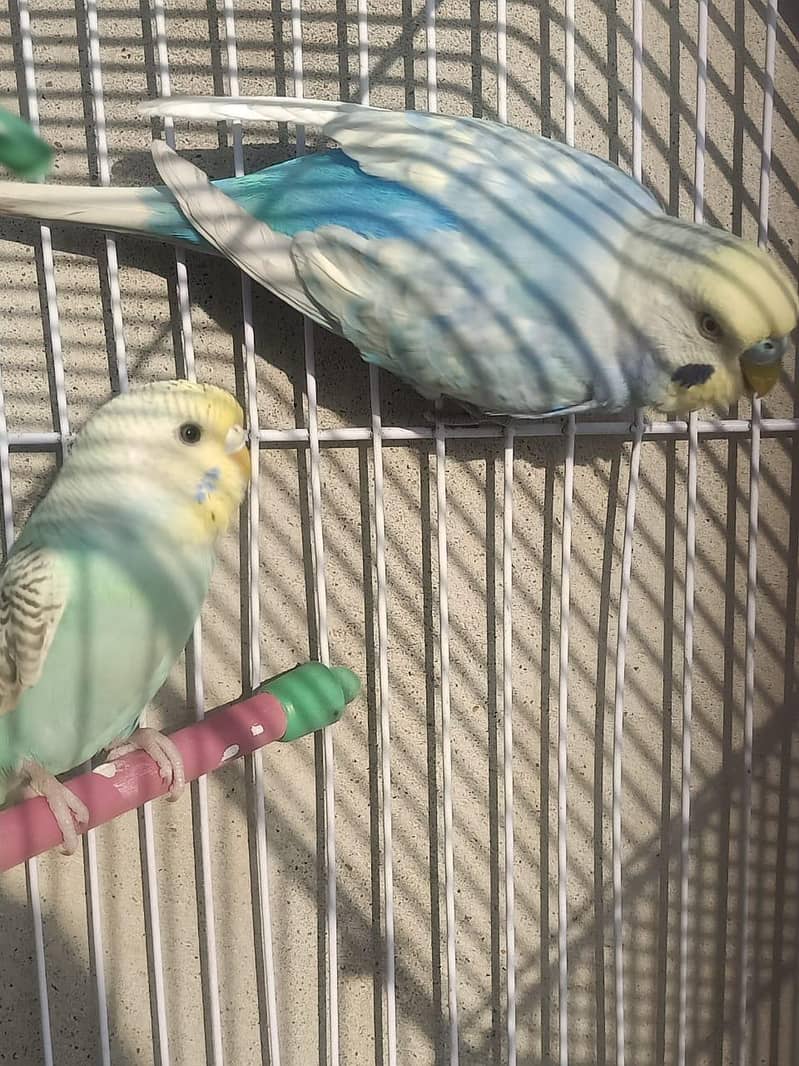 spangle male rainbow split 0