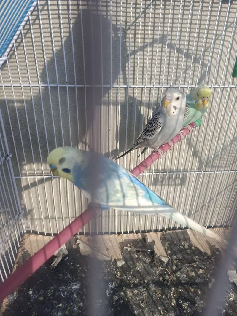 spangle male rainbow split 1