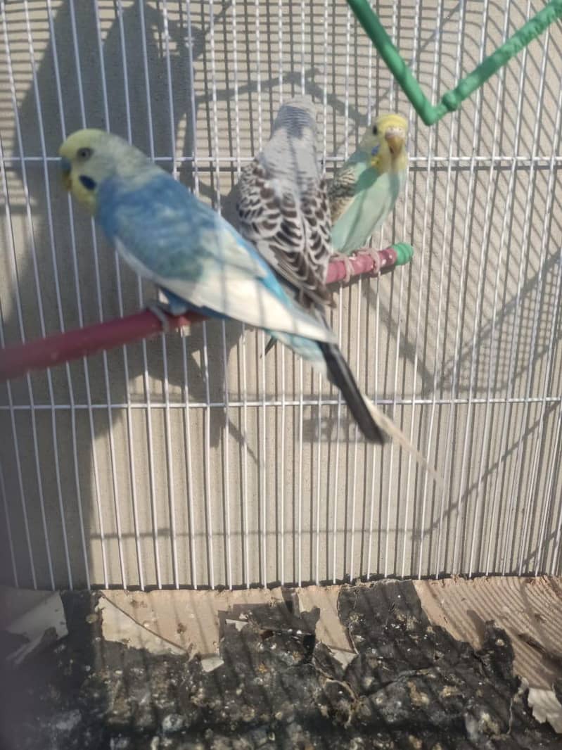 spangle male rainbow split 4