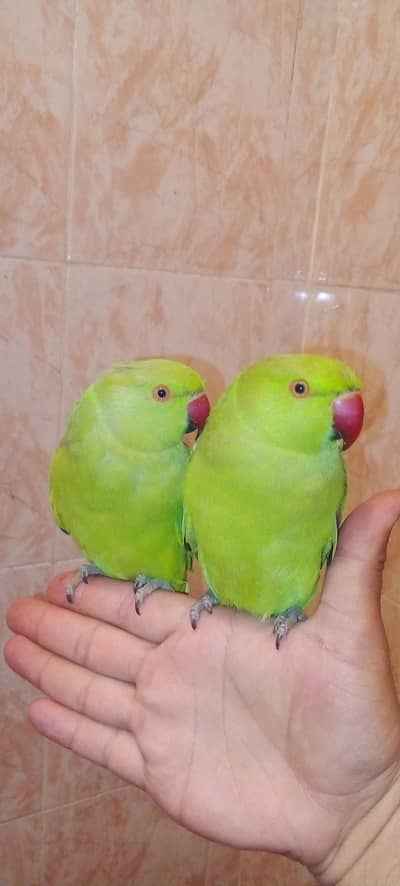 03435131048 Green ringneck parrots handtame pair