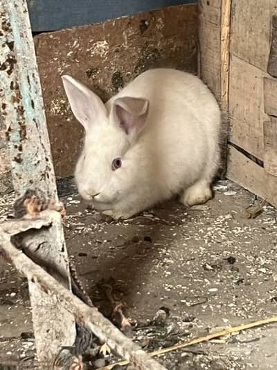 Pure Newzeland baby pair for sale only WhatsApp 03368792398