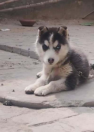 Siberian Husky